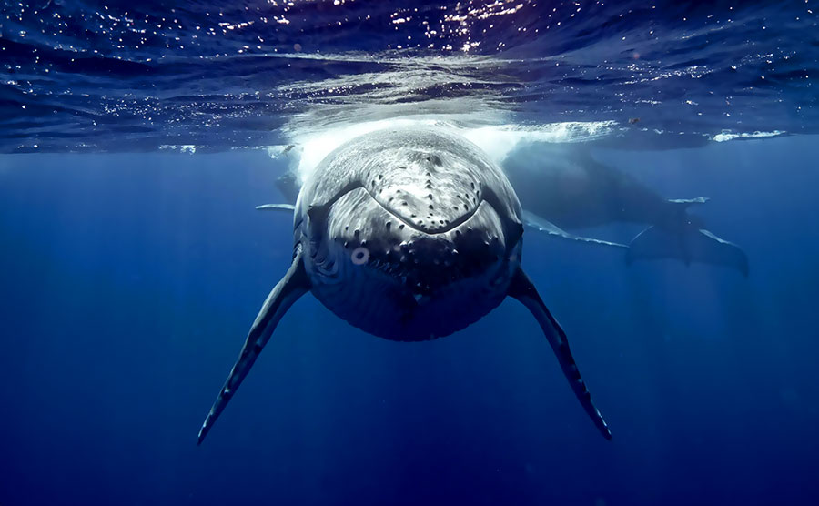 Baleine à bosses à Moorea
