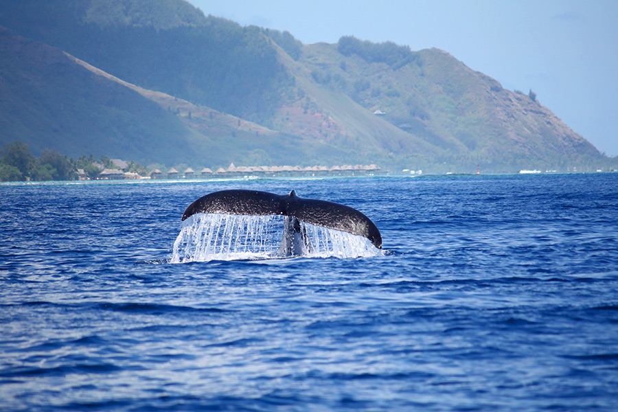 baleine à bosses à Moorea