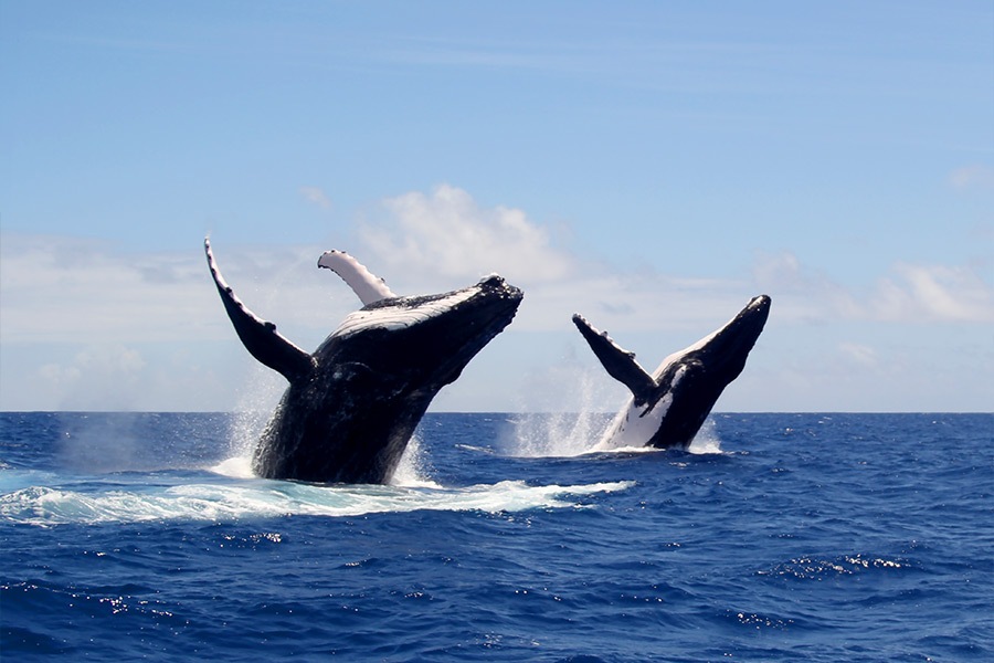 Saut de baleines à Moorea